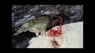 Vampire Rainbow Snow Parrots that Laugh, Play Like Dogs, and Roll Snowballs Mandela Effect!