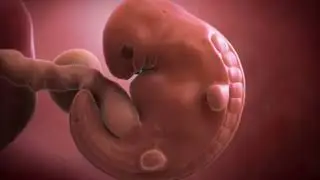 Your baby at 6 weeks | Week-by-week pregnancy | MadeForMums