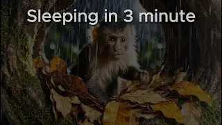 Deep sleep only 5 Mn Midnight Rain in the Rainforest &bull; Relaxing Piano & Heavy Rain ASMR