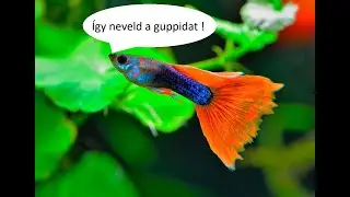 Így neveld a guppidat !