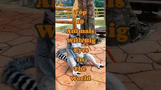 Top 10 Animals with big eyes in the world #animallover #top
