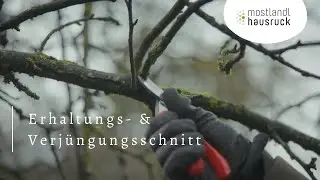 7 Erhaltungs- und Verjüngungsschnitt