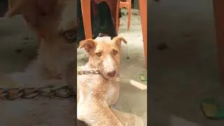 viral dogs #viralvideo #love #viralshort #funny #comedy