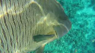 Рыба &ndash; Наполеон  в бухте Sharks bay. The Napoleon fish. Red sea. Egypt. Великолепный подводный мир