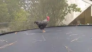 Rooster on the Trampoline
