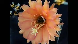 Новые Гибриды - Trichocereus hybr. US 2.07 Willi Graf. (2026).