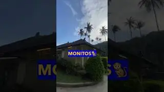 Familia de Monos: Encuentro Sorprendente #mono #monkey #monkeys #monitos #monkeybaby #travel