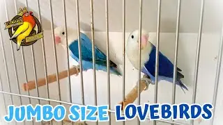 1.0 Voilet / Opaline lovebird x 0.1 Blue 2 Opaline lovebird | FS Aviary Official |FS 180 Ring Birds