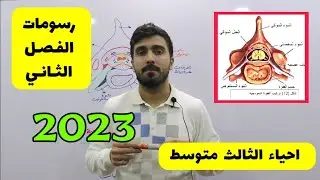 احياء الثالث متوسط الفصل الثاني | تعليم رسم تركيب الفقرة