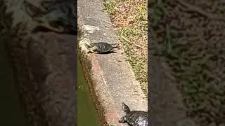 Sun bathing 🛁turtles 🐢#shorts#asmr