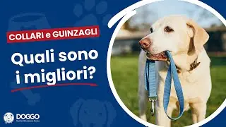 🔵🔴METODO DOGGO🔴🔵 . COLLARI & GUINZAGLI quali sono i migliori??