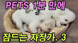 [애견 자장가] * 애견이 스스로 잠드는 자장가 0３0. ( Mystic)  #자장가 #doglullaby