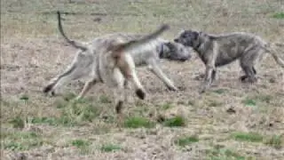 Irish Wolfhound, Irsk Ulvehund
