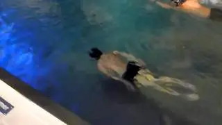 85m dynamic no fins (DNF) by Boris Milosic