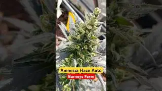Amnesia Haze Auto - Barneys Farm (Outdoor) #weed #cannabis #marijuana #smoke