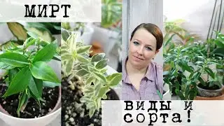 Виды и сорта мирта в моей коллекции