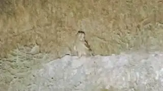 Owl 🦉 observes the world around him / Сова 🦉 наблюдает за окружающим миром + #owl