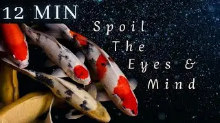 Relaxation Videos For Sleep | Treat Your Eyes With Hundreds of Koi Fish