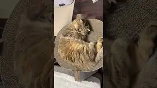 Sleeping baby🐱 #cat #catlove #cats #baby #subscribe