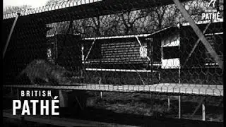 Mink Farm (1953)