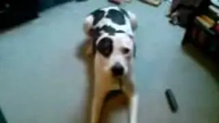 patch the dog