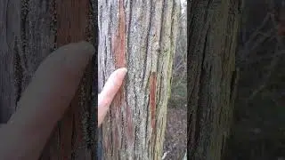 Rhododendron Sanctuary