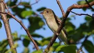 Alder Flycatcher Bird Call Video: Bird Songs Nature Sounds for Sleep