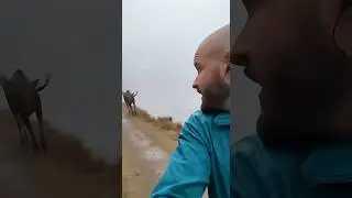 Cat Saves Jogger from Moose Attack &mdash; Caught in Fog!