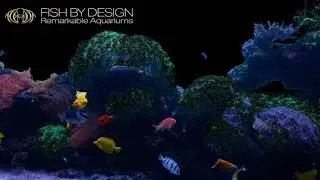 Fish By Design Custom Aquariums Los Angeles Orange County, Coral, Fisg, Reef Tanks. Design, Installs