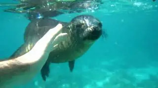 Sea Lions (Zalophus wollebaeki) in the Galapagos Islands