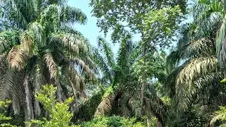 Парк Лекки. Nature Conservation Center-Lekki, a journey through the swamp. #Lagos, #Nigeria #Lekki