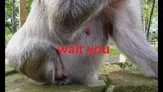 Old female monkey Tima near birth ? We are waiting you| Which day that you born ?