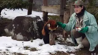 20260112 トロリヨウヨウの食事　安佐動物公園