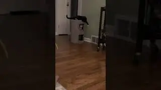 Cats Chase Each Other and Fight Playfully on the Cat Tree - 1192085