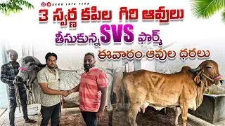 3 స్వర్ణ కపిల  గిరి ఆవులు తీసుకున్న Svs ఫార్మ్ | ఈవారం ఆవుల ధరలు ! | Gir cows in Malakpet