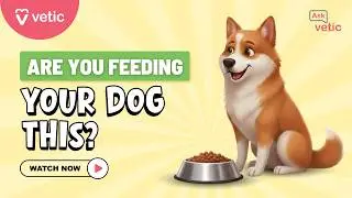 How to Choose the Best Food for Your Dog | Dog Nutrition Tips