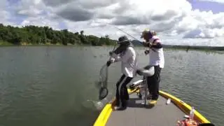 monster giant snakehead surface attack