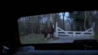 horse chases car + tries to drive it  filmed by Twombly Publishing