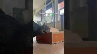 No trending audio, just the beautiful sounds of a happy cat 💚