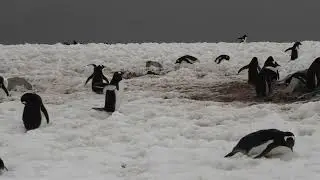 ダンゴ島のゼンツペンギン５