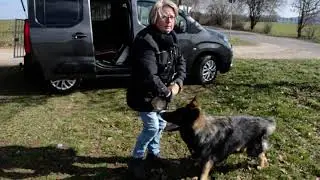 kurzes Apportiertraining