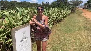 The Farm - Byron Bay