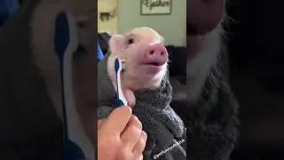 Funny pig 🐷🐖🐽🐗#funny #pig #funnypig