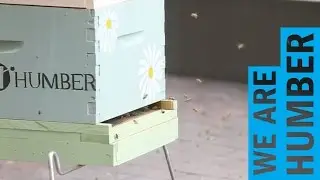 Honey Bees at Lakeshore Campus