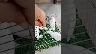 Perfect Dark White Lovebird #lovebirds #longviralvideo