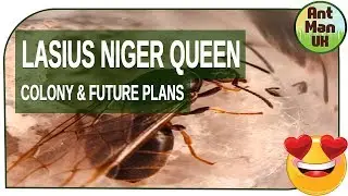 Lasius Niger Queen Ant Colony and Future Plans 😍❤️
