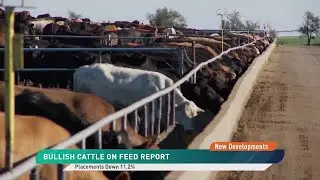 USDA Confirms Tight Herd With Bullish Cattle on Feed Report