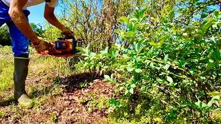 I Cut Down My Blueberry Plants Right Before Harvest