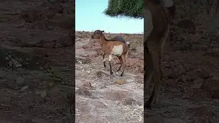 Komodo's best moments😱😱 #komodo #dragon #animals #wildlife #wildboar @GOAT