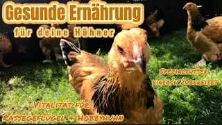 Gesunde Ern&auml;hrung f&uuml;r H&uuml;hner I Spezialfutter I Vitalit&auml;t erhalten #h&uuml;hner #gefl&uuml;gel #brahma #huhn